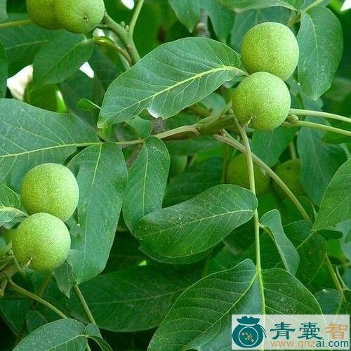 中药材胡桃叶图片