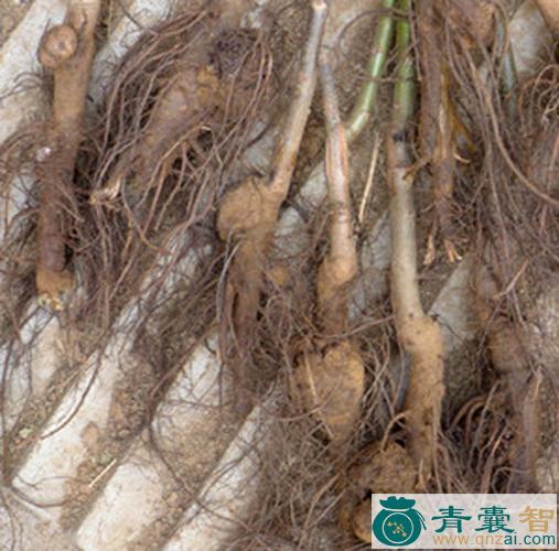 中药材胡桃根图片