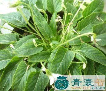 中药材胡森堇菜图片