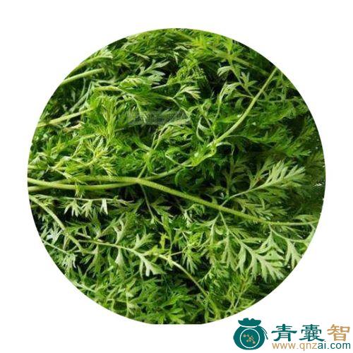 中药材胡萝卜缨子图片