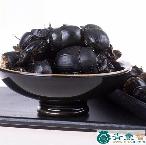 中药材胡蜣螂图片