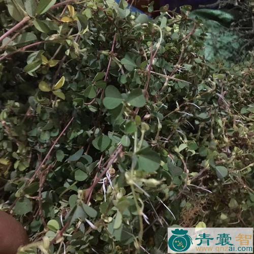 中药材胡蝇翼图片