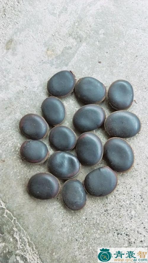 中药材胡豆子图片