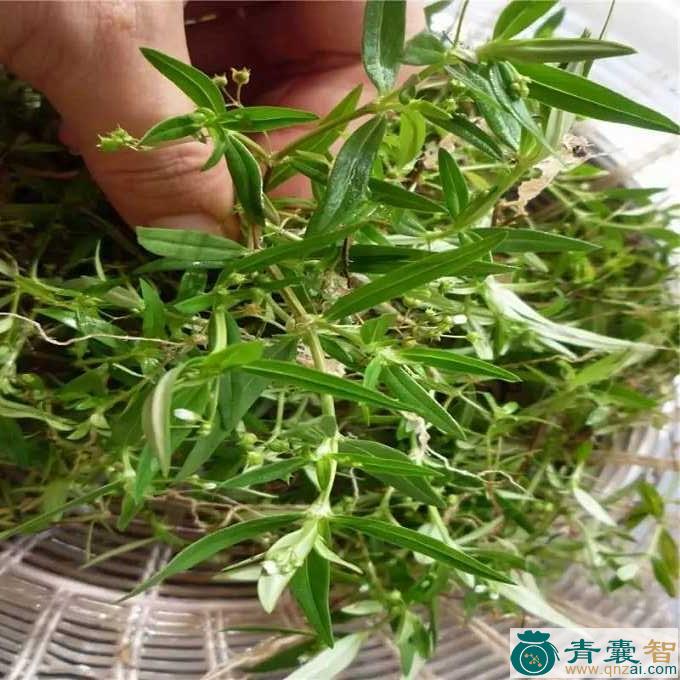 中药材胡须草图片