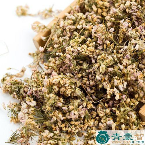 中药材胡麻花图片