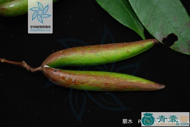 中药材胭木图片
