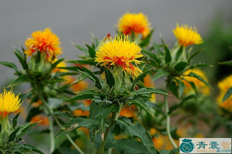中药材胭脂花图片