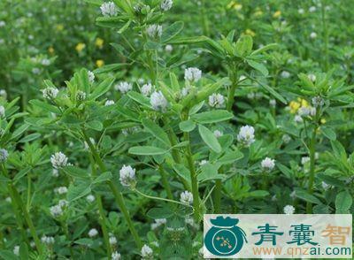 中药材脂麻秸图片