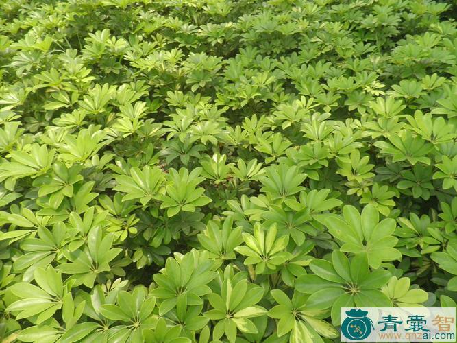 中药材脚母树图片