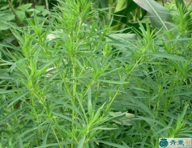 中药材脚肿草图片