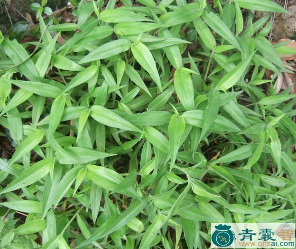 脚趾叶的性味归经以及功效用法-青囊智