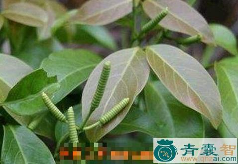 中药材脱节藤图片