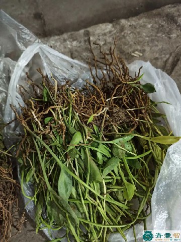 中药材腊肾草图片