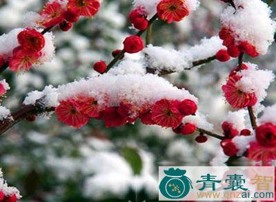 中药材腊雪图片