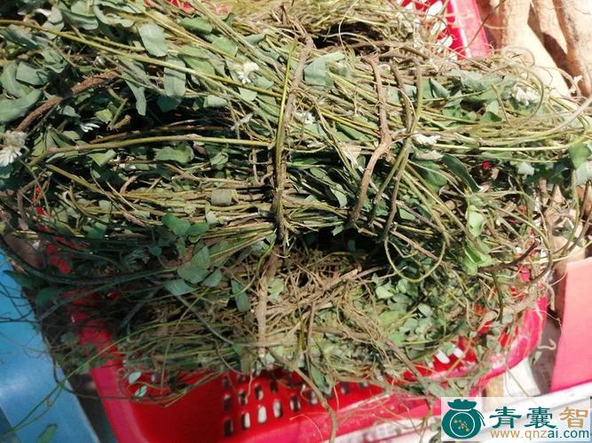 中药材腰子草图片