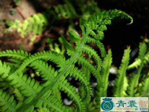 中药材腺毛金星蕨图片