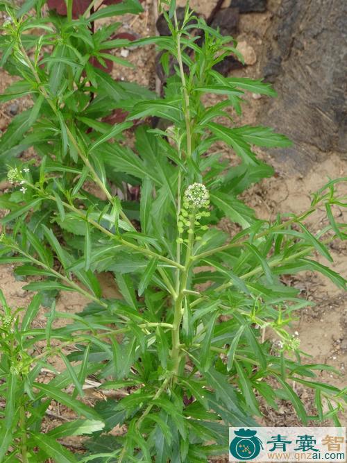 中药材腺茎独行菜图片
