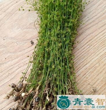 中药材膏菜图片