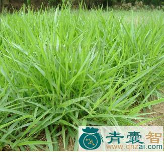 中药材臂形草图片