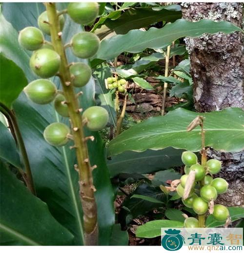 中药材自蔻草图片