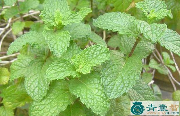 中药材臭兰香图片