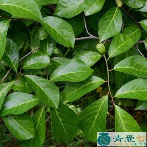中药材臭叶树图片