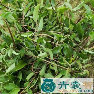 中药材臭屎藤图片