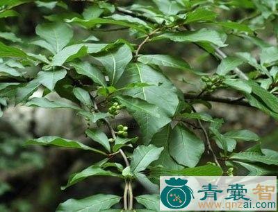 中药材臭山羊图片