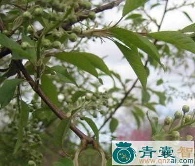 中药材臭李皮图片
