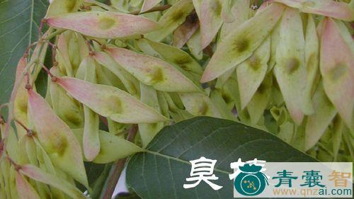 臭椿的性状性味归经以及功效用法-青囊智