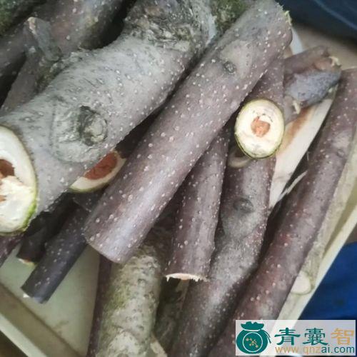 臭椿子的性状性味归经以及功效用法-青囊智