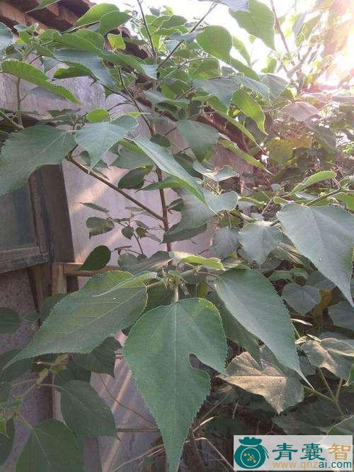 中药材臭油林图片