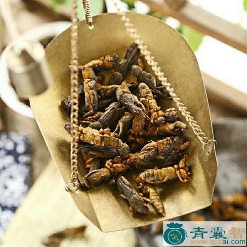中药材臭狗药图片