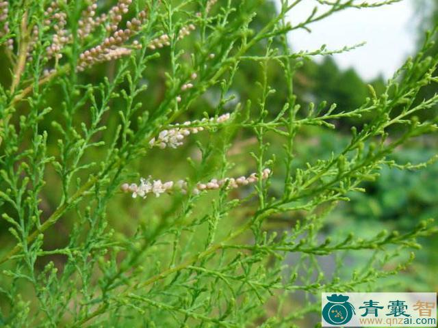 中药材臭红柳图片