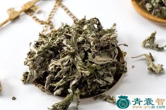 中药材臭艾图片
