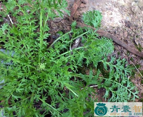 中药材臭芥棵图片