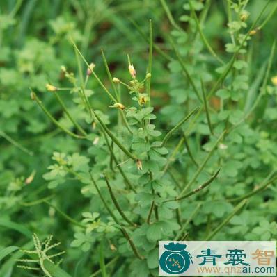 中药材臭花菜图片