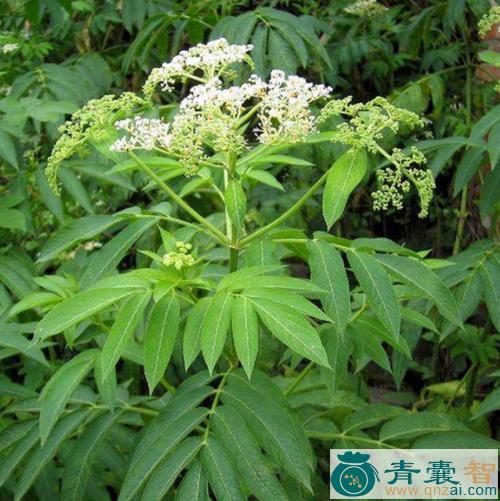 中药材臭草图片