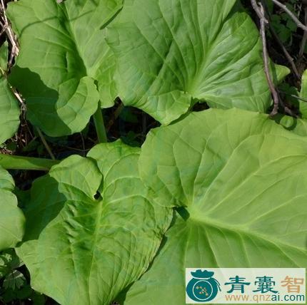 中药材臭菘叶图片