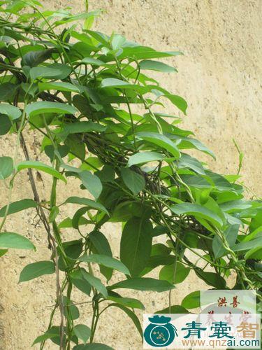 中药材臭藤子图片