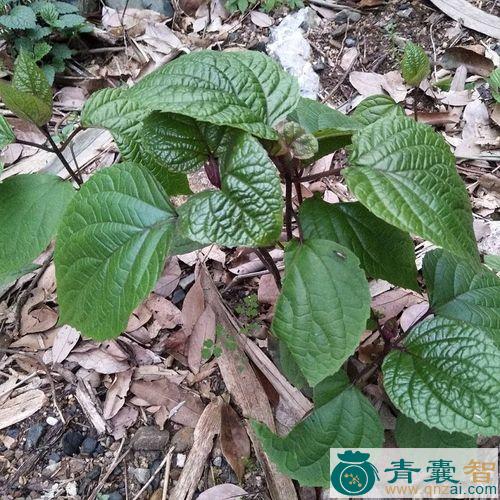 中药材臭藤根图片