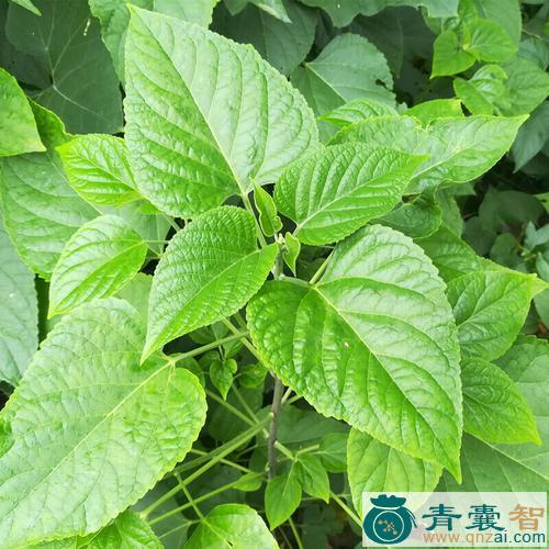 臭金凤叶的性味归经以及功效用法和注意事项-青囊智
