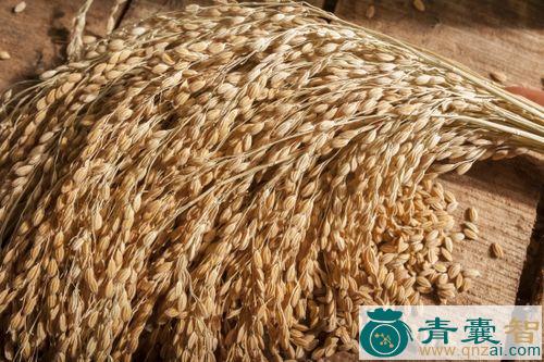 中药材舜芒谷图片