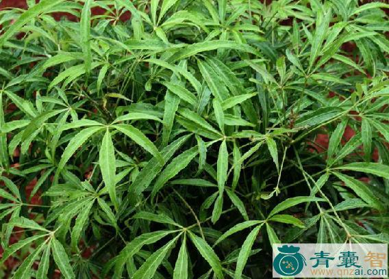 中药材良旺茶图片