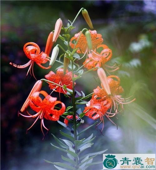 艳山花的性味归经以及功效用法和注意事项-青囊智