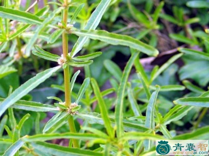 节节花的性状性味归经以及功效用法和注意事项-青囊智