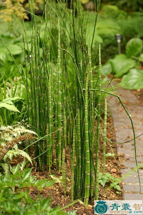 中药材节节藤图片