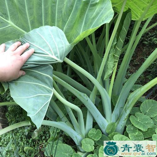 中药材芋苗图片