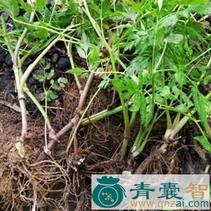 中药材芎穷苗图片