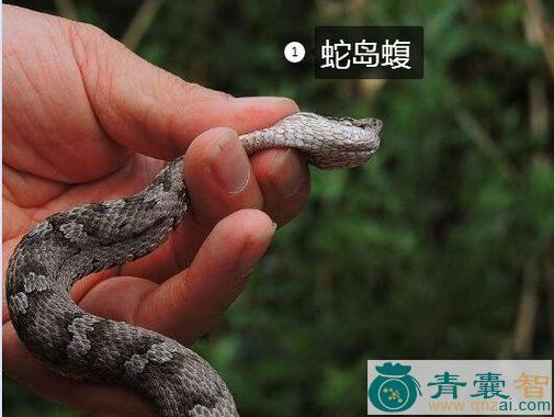 中药材芒尾蛇图片